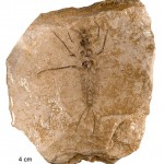 Carbotriplura Kukalovae