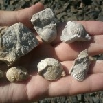 MuzeumCeskehoKrasu-hojne-nalezane-zkameneliny-z-koneprus
